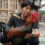 Potensi dan Peluang yang Menjanjikan Bisnis Ayam Jawa