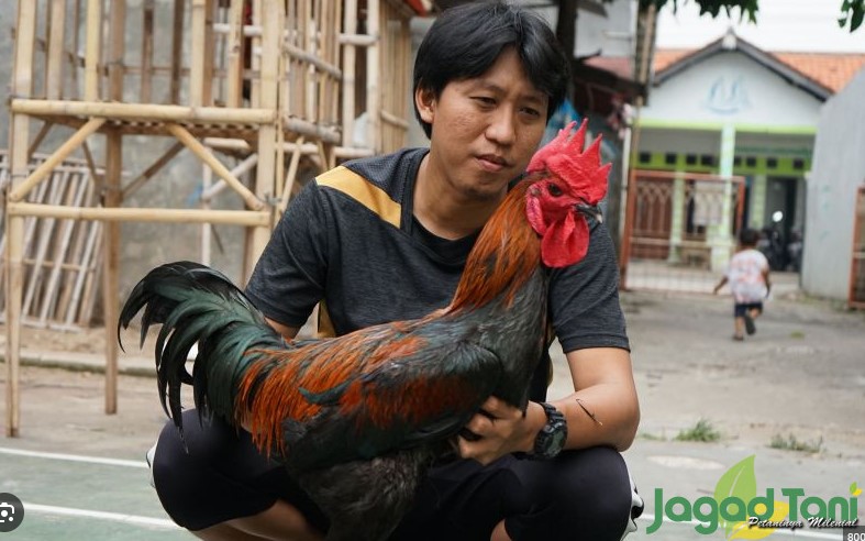 Potensi dan Peluang yang Menjanjikan Bisnis Ayam Jawa